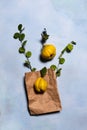 Two quince apples, paper bag and tree branches Royalty Free Stock Photo