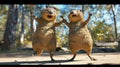 Two Quirky Quokkas are engaged in a fierce competition of who can hold a Handstand the longest with hilarious facial