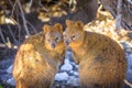 Quokka Rottnest Island