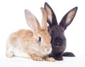 Two rabbit Royalty Free Stock Photo