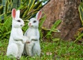 The two rabbit dolls in the garden Royalty Free Stock Photo