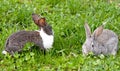 Two rabbit Royalty Free Stock Photo
