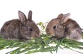 Two rabbit in green grass Royalty Free Stock Photo