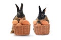 Two rabbit Royalty Free Stock Photo