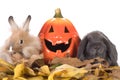 two rabbit and a pumpkin Royalty Free Stock Photo