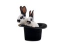 two rabbit sits in a black hat on a white Royalty Free Stock Photo