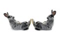 Two rabbit Royalty Free Stock Photo