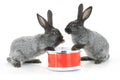 Two rabbit sitting Royalty Free Stock Photo