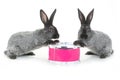 Two rabbit sitting Royalty Free Stock Photo