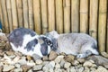 Two rabbit are sleeping after ate too much Royalty Free Stock Photo