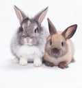 Two rabbits Royalty Free Stock Photo