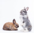 Two rabbits Royalty Free Stock Photo