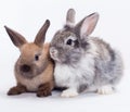 Two rabbits Royalty Free Stock Photo