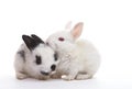 Two rabbits Royalty Free Stock Photo