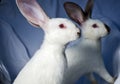 Two rabbits Royalty Free Stock Photo