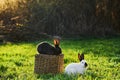 Two rabbits black and white sits on a meadow