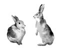 Two rabbits black and white watercolor illustration. Cute easter bunny ink drawing isolated on white background. Watercolor Royalty Free Stock Photo