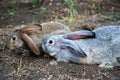 Two rabbits on earth Royalty Free Stock Photo