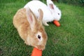 Two rabbits eating carrot