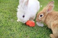 Two rabbits eating carrot