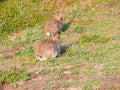 Two rabbits eating the sparse coastal vegetation at Lizard Point