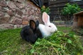 Two rabbits on green grass.