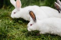 Two rabbits in green grass on the farm. Royalty Free Stock Photo