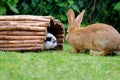 Two rabbits on the green grass in the garden