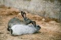 Two rabbits at homestead