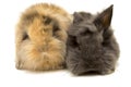 Two small dwarf rabbits on white. Royalty Free Stock Photo