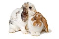 Two rabbits isolated on a white background Royalty Free Stock Photo