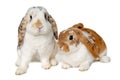 Two rabbits isolated on a white background Royalty Free Stock Photo