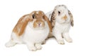 Two rabbits isolated on a white background Royalty Free Stock Photo