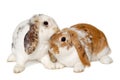 Two rabbits isolated on a white background Royalty Free Stock Photo