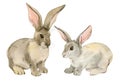Two rabbits isolated on white background, watercolor Royalty Free Stock Photo