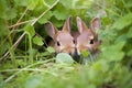 two rabbits nudging each other away from a patch of clover