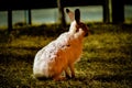 Rabbit in open grass field at night Royalty Free Stock Photo