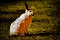 Rabbit in open grass field at night Royalty Free Stock Photo