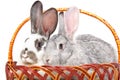 Two rabbits sitting together in a basket Royalty Free Stock Photo