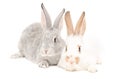 Two rabbits sitting together Royalty Free Stock Photo