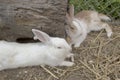 Two rabbits sleeping in the farm Royalty Free Stock Photo