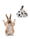 Two rabbits about to play football isolated on white Royalty Free Stock Photo