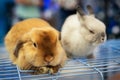Two rabbits white and red cute lovely animal exhibition