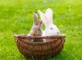 Two rabbits in wicker basket