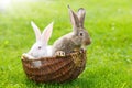 Two rabbits in wicker basket Royalty Free Stock Photo