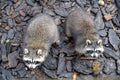 Two raccoons look down at the audience Procyon lotor Linnaeus. Zoo