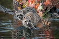Two Raccoons Procyon lotor Look Straight Out Autumn