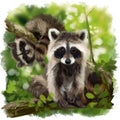 Two raccoons are sitting on the branches of a tree. Watercolor drawing