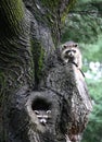 Two Raccoons In Tree