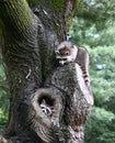 Two Raccoons In Tree